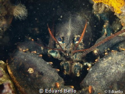 Lobster around by Eduard Bello 